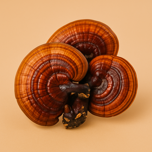 Reishi